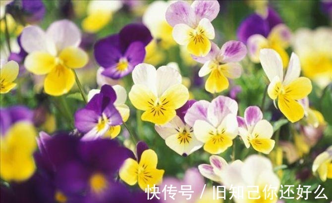 三色堇|此花是一种代表了美丽的花,也是对严防的思念,就像是猫脸一样