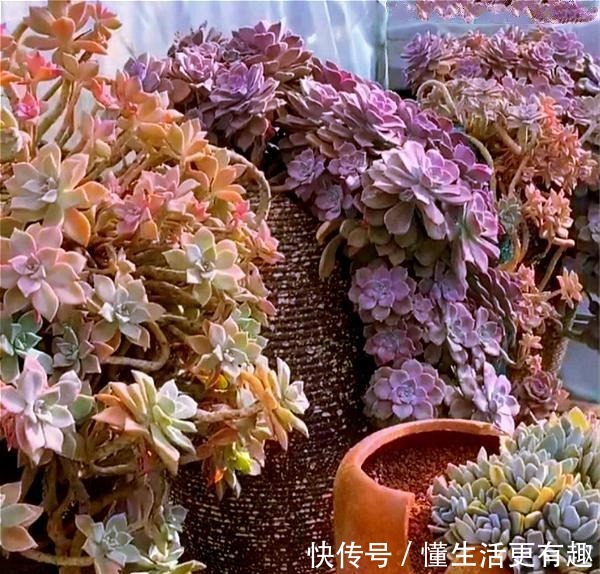 将多肉养成老桩有何难跟着我4步操作,快速养成瀑布型老桩!