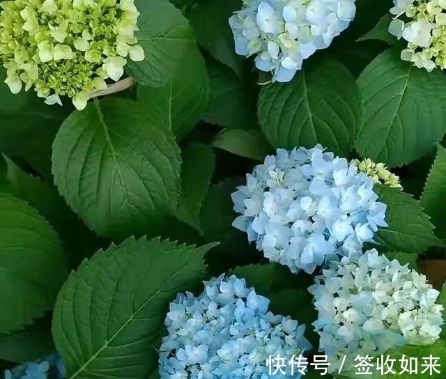 发黄|20种花卉的20个常见问题,养花人必看