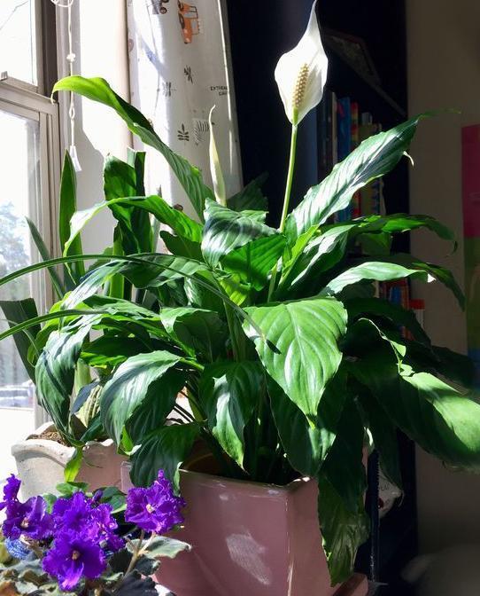 叶片|这几样花草植物，没有光也能正常长叶开花