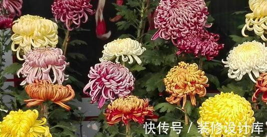 4款秋天栽培的花卉,大家都了解吗?秋天到了,赶紧在家里养几盆