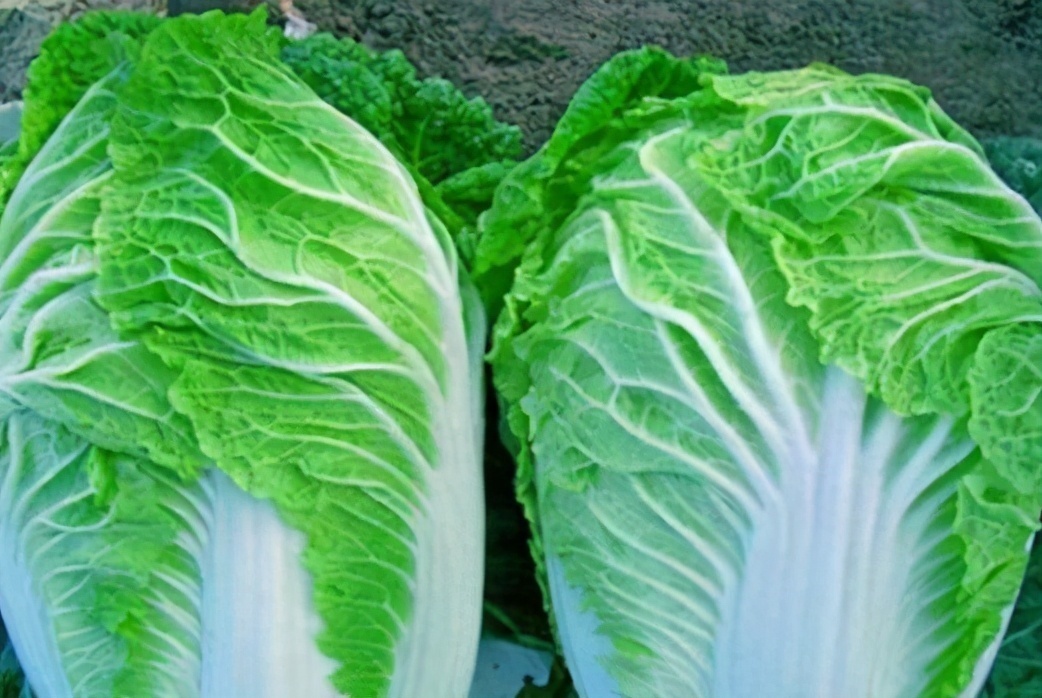 菊花|想长寿要先会吃,3种食物不错过,美容养颜、滋润肌肤!