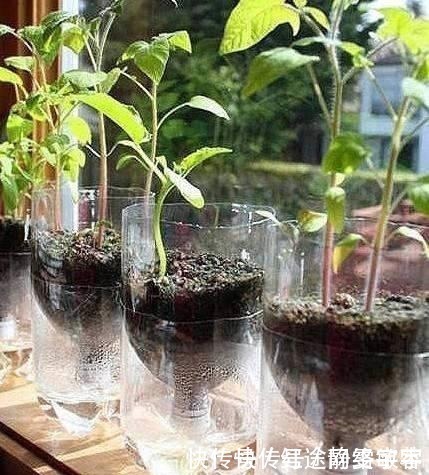 用完的洗衣液瓶千万别扔,它大有妙用!