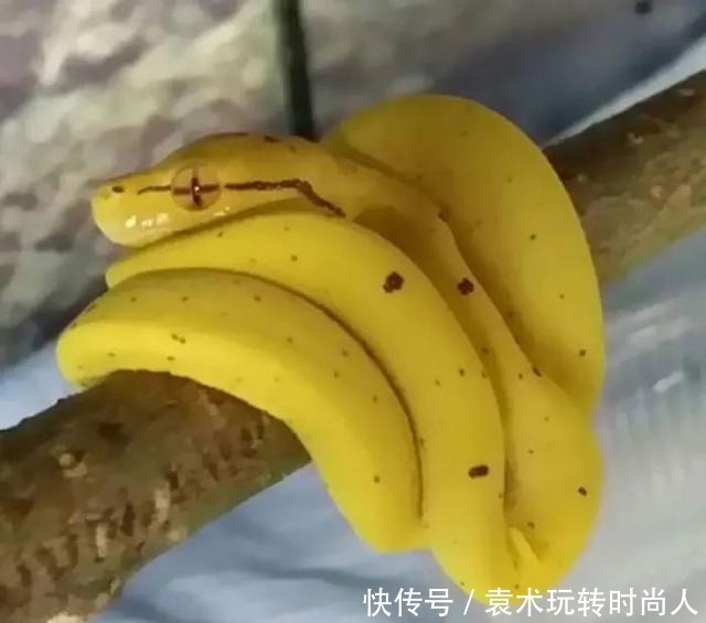 图片|20张“奇特”的图片,看错一半的人,一定是个吃货