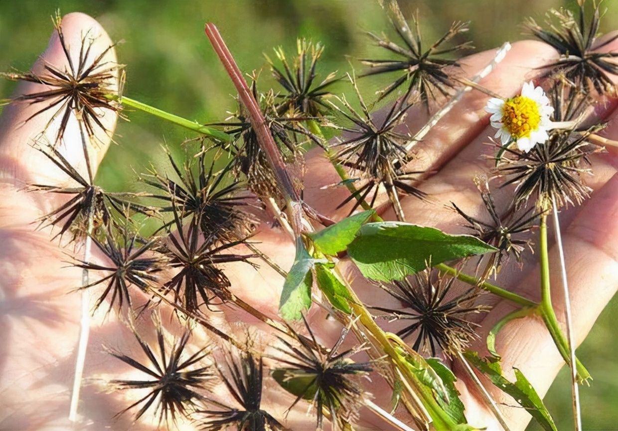 野草|4种“野花野草”，全是童年回忆，大家都认识，如今才知全是宝