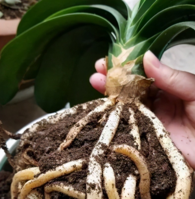 黄豆花生|君子兰换盆要选对时间,最佳时期是现在,要掌握技巧,别盲目操作