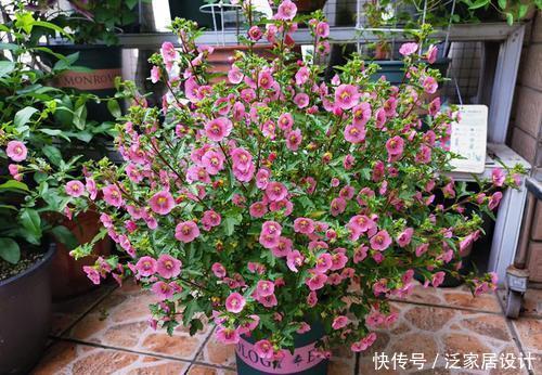 种花|5种花，夏天生长进入“快车道”，大水大肥长势旺、花朵美