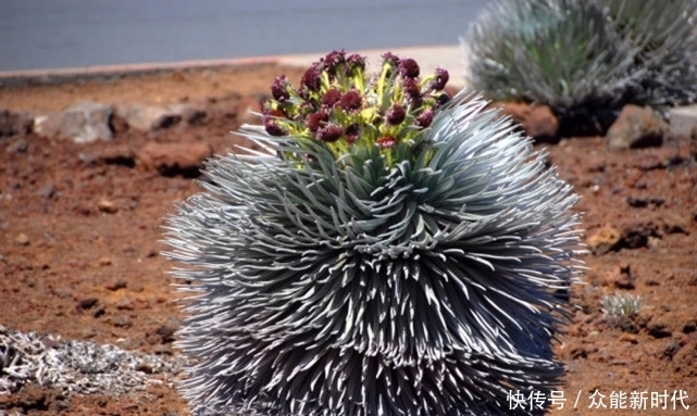 60年开一次花之后就会死亡,只生长在火山口周围,一颗不便宜吧