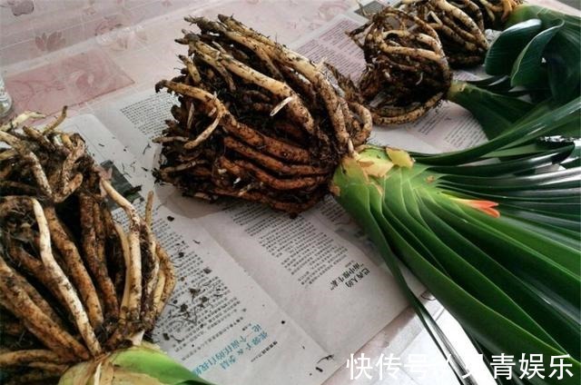 君子兰长得好，“养根”就行，看着肉质根呼呼长，枝头挂红花！