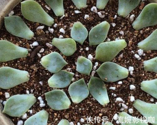 叶片|多肉马库斯怎么叶插教你3个叶插小步骤,生根迅速长势更旺盛