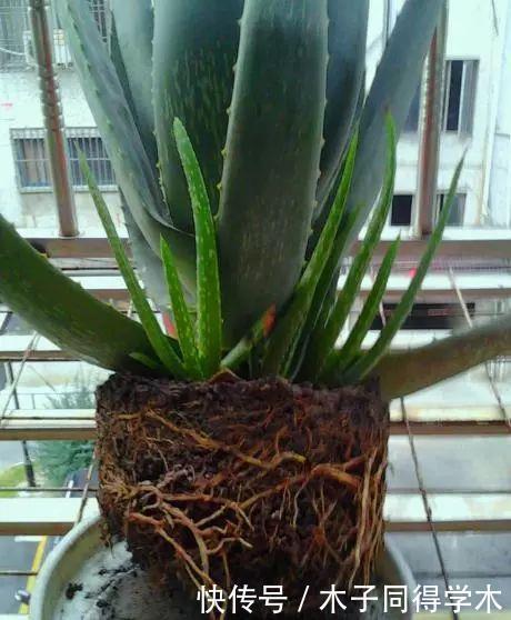 聪明人最爱养的“2种花”,家人健康更长寿!