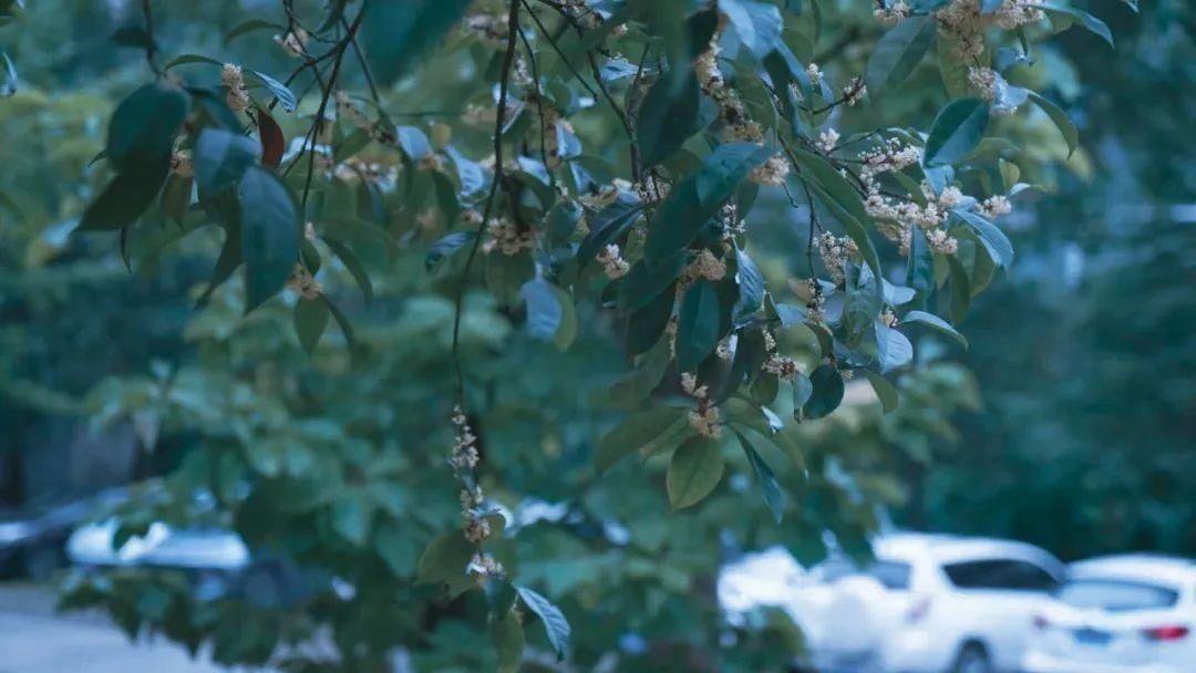 味儿|十堰的秋天是甜甜的桂花味儿！