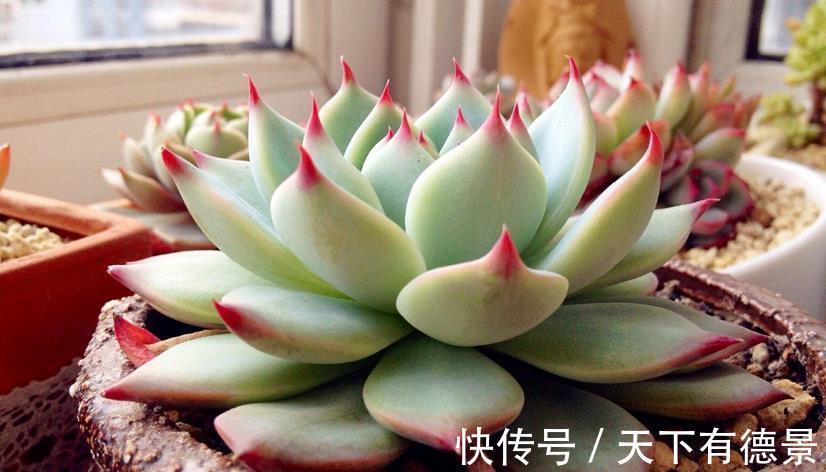 多肉|炎热的夏季养殖多肉吉娃娃，呵护好这几点，莲花头漂亮极了