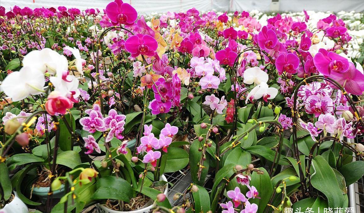 通风换气|蝴蝶兰不开花,剪上“三刀”,新芽不断冒,根茎壮“开花旺”