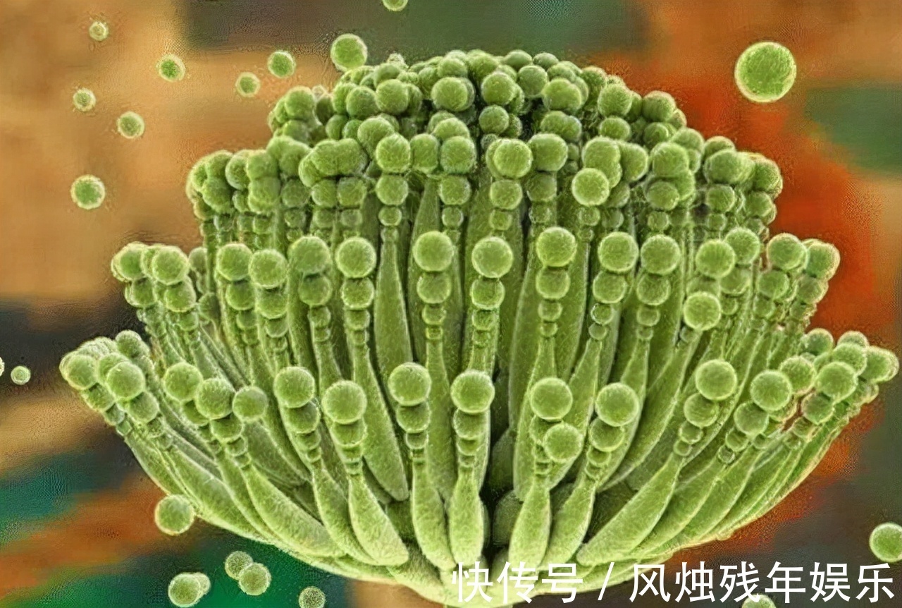 花生|“一级致癌物”名单来了,看看有你喜欢吃的吗