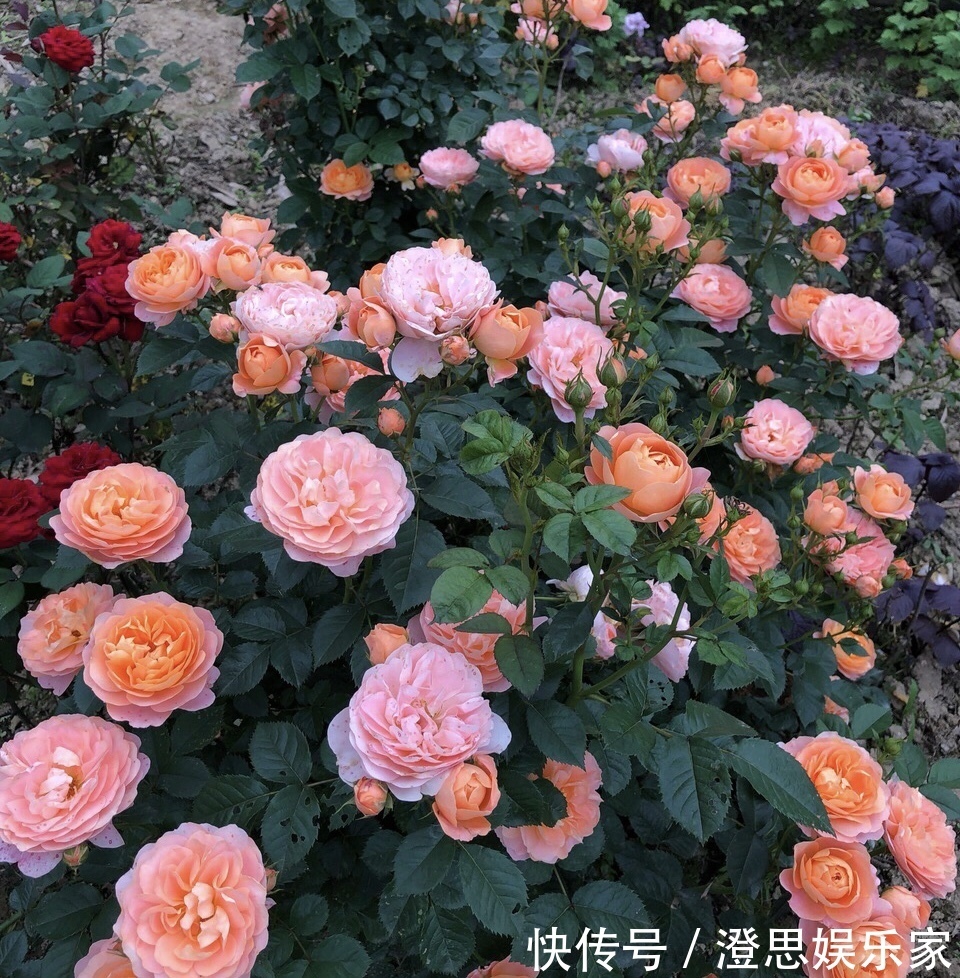 大岩桐|夏天扦插花卉,挑选“1种”枝条,7天冒白根,事半功倍,新手都会