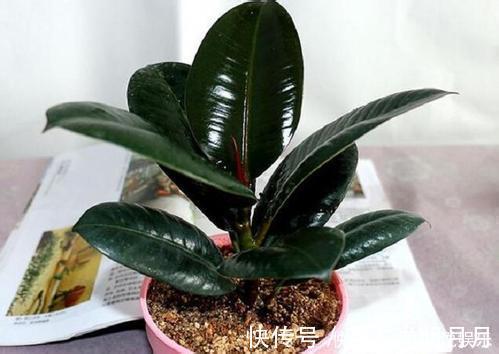 金钱树|养8种花,别花“冤枉钱”,掐1片叶子“扔土里”,几天就生根