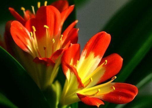 养护|夏天养护君子兰有讲究,这几点千万要做好,否则难以安全度夏