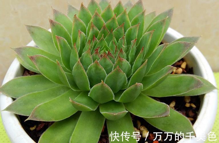 爆盆|适合新人养殖的5款多肉，它们好看又易爆盆，拿来练手正好