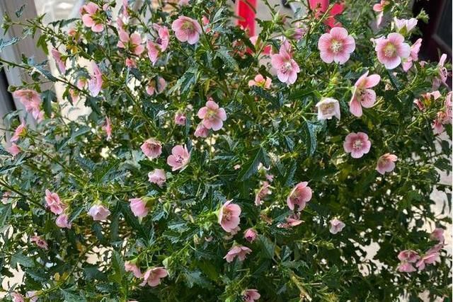 小木槿花期长，在开花期停止生长，怎么办？