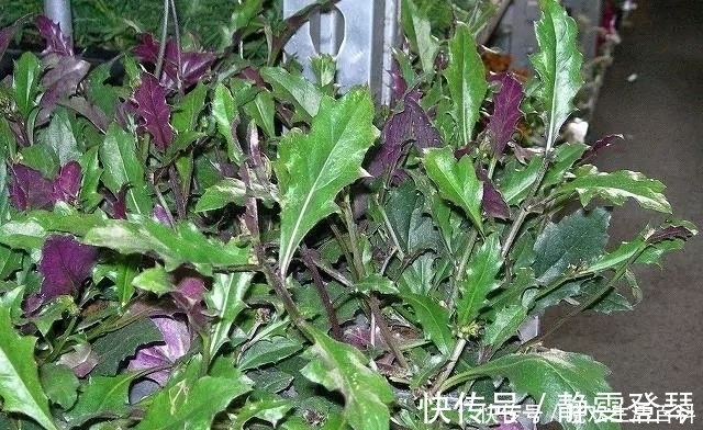 野菜|农村这种“千年老鼠屎”,一斤百元价值很高,如果看到请带回家!