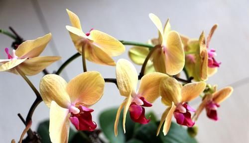  超仙|超仙的4种花，比切花玫瑰漂亮，花香浓郁，四季都开花，还很好养