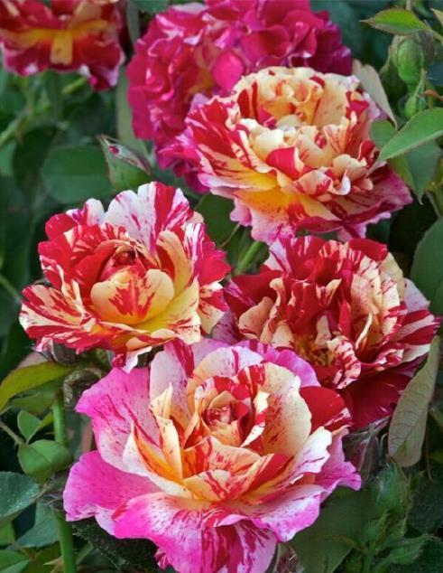 喜欢菊花，不如养盆“精品玫瑰”莫里斯，好养好看，美丽怡人