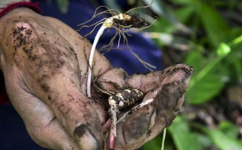 现在这种野生的植物,在市面上很抢手,售价也不低