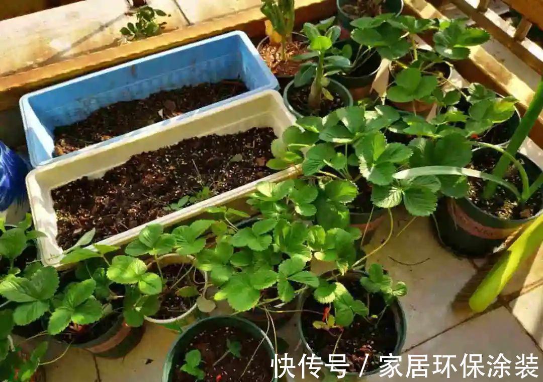 7种花养老桩不好,多扦插、养嫩苗,才能年年开花