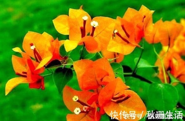 百日草|喜欢三角梅，首选“珍稀品种”柠檬黄三角梅，花开爆盆成花海！美