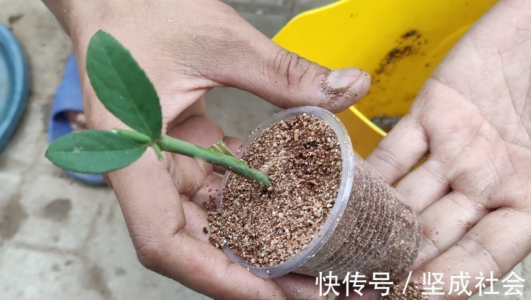 关键点|养花2种扦插方法,掌握“关键点”,扦插不再难,扦插一棵活一棵