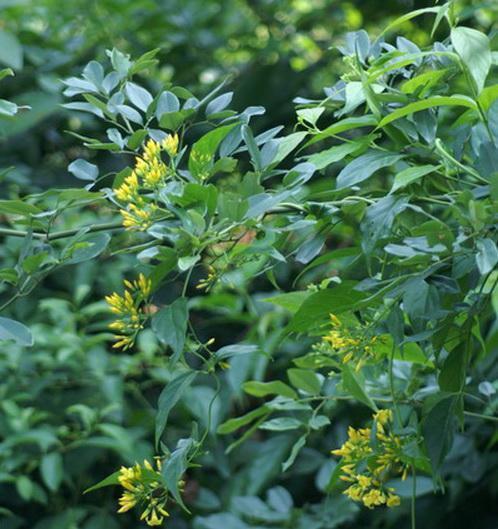 胡蔓藤|农村野草“猪人参”，花朵很像金银花，但有剧毒不能吃只能喂猪