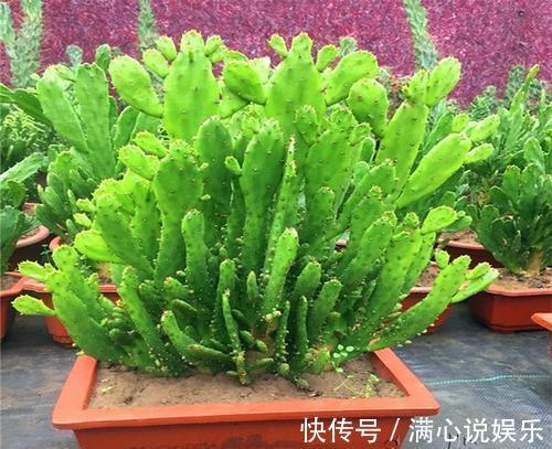 郁郁葱葱|“千手观音”仙人掌，名不虚传，掐个侧芽，快速长出“千片掌”