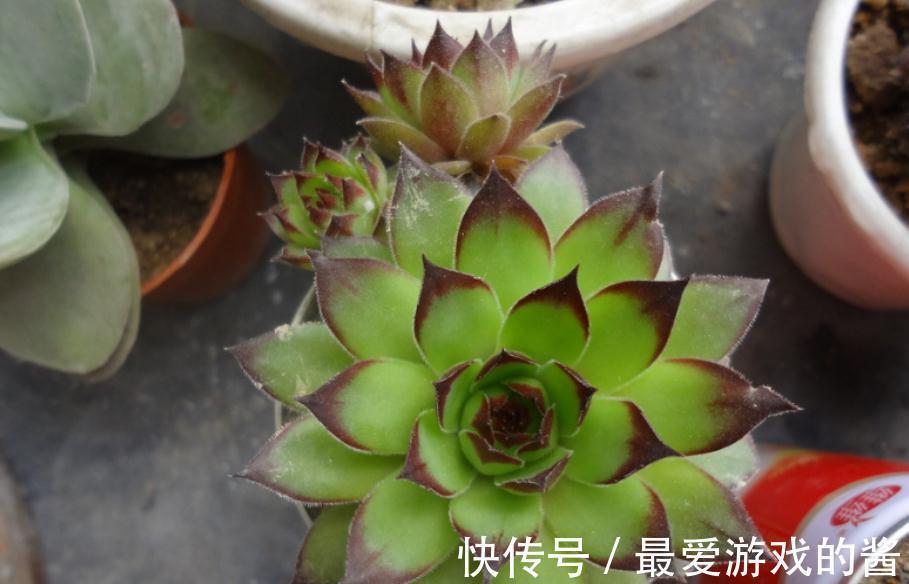 多肉盆栽养护时,秋冬多注意这4点,园艺新人也能养出好状态