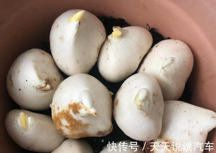 嫌弃养花难,不如就种郁金香,沾土就活,花开时放屋里可当熏香