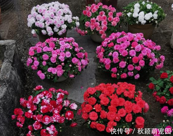 比牡丹开花多 比月季还好看 花瓣层层叠叠 一年开花300天 天合乐学帮助家长发现孩子的更多可能 比牡丹开花多 比月季还好看 花瓣层层叠叠 一年开花300天 天合乐学帮助家长发现孩子的更多可能