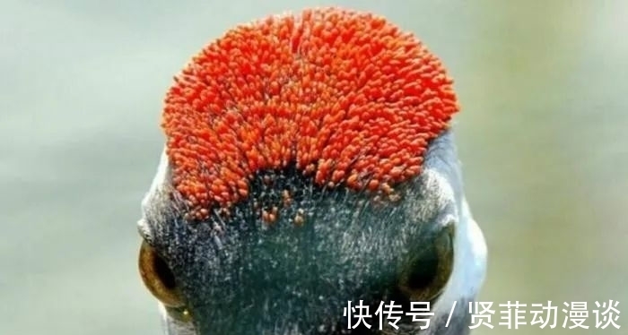 丹顶@古代“著名”毒药鹤顶红,在现代社会到底是啥?有什么用途?