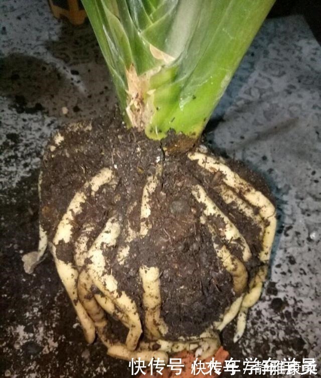 养花|养花先“养根”，君子兰富贵竹“喂点料”，白根呼呼冒，轻松爆盆！