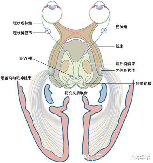 黑色|盲人的世界到底是一片黑色,还是连黑色都不存在?