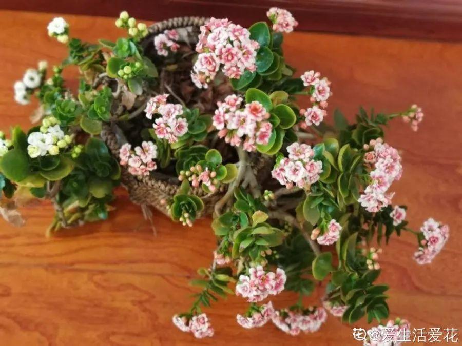 1米8的长寿老桩,狠心砍光了,半月重新长一堆!