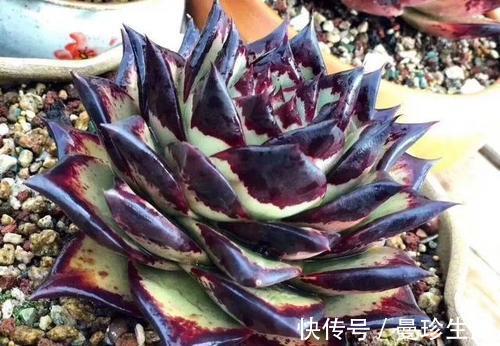 多肉乌木难上色?教你这样养,叶片饱满挺拔霸气侧漏