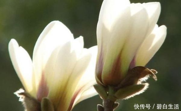 桂花|此花“再懒”的人也能养,一开就是大半年,没想到比桂花还要香