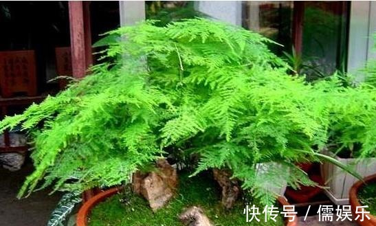 养文竹就要“狠”,黄叶枯枝直接剪,套个袋重新变成小树林