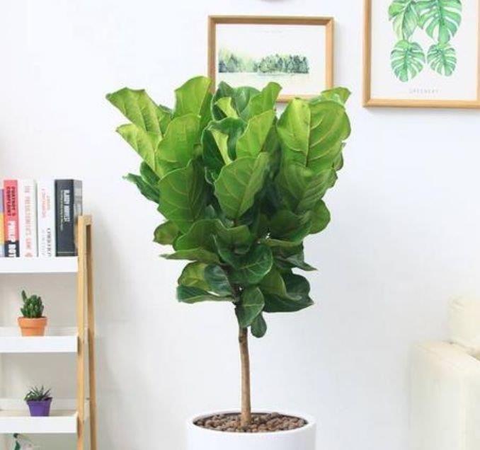 5种花是懒人的最爱,人养花花也养人,空气清香去异味,漂亮好养