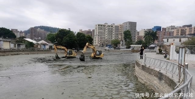 河道|普宁河道干涸，大量繁殖期罗非鱼搁浅河道，有人一筐筐捞走