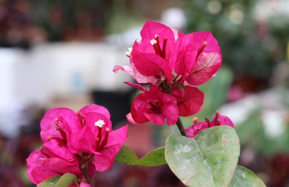 扦插三角梅,小花匠教你个“诀窍”,成活率超高,再也不怕不生根