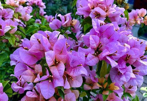 三角梅不开花，控水之前落下“这1步”，控完还是不开花