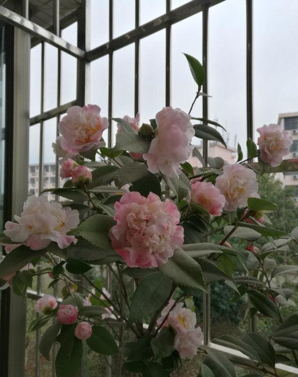 三色堇|夏天家里养此款花,花期长花量大,一盆千百朵,枝头花苞满