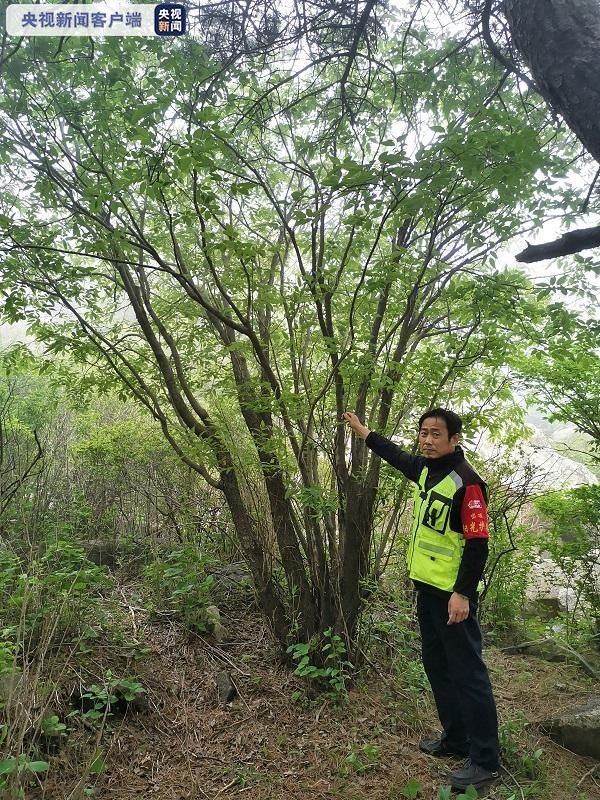 群落|泰山发现野生黄精群落及近危物种泰山柳