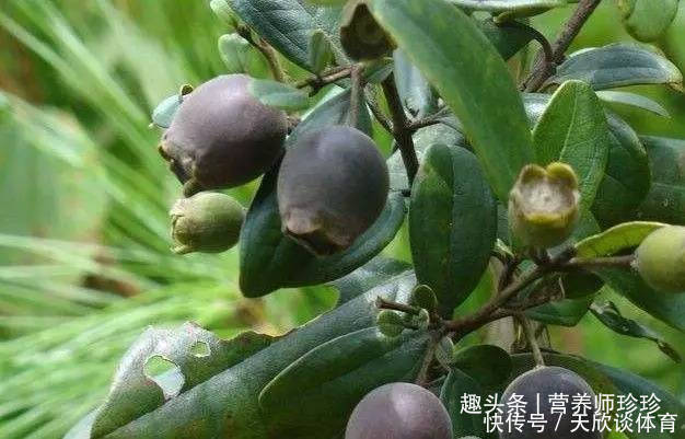 植物|2种植物,若你在山上还能见到,请好好珍惜,用来煲汤好处多